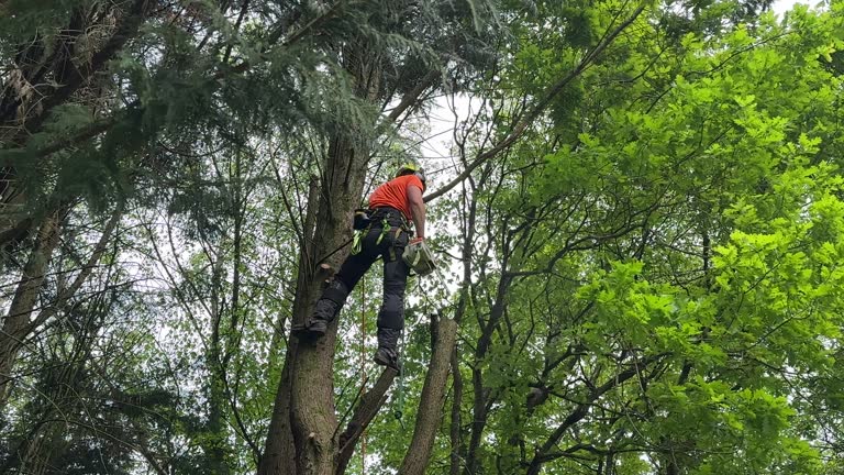 Professional Tree Removal and Landscaping Services in Gridley, IL